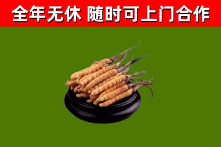 天心回收冬虫夏草